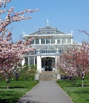 Pathway surrounded by cherry trees in bloom at Kew Gardens, a highlight of London tours in spring.