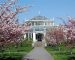 Pathway surrounded by cherry trees in bloom at Kew Gardens, a highlight of London tours in spring.