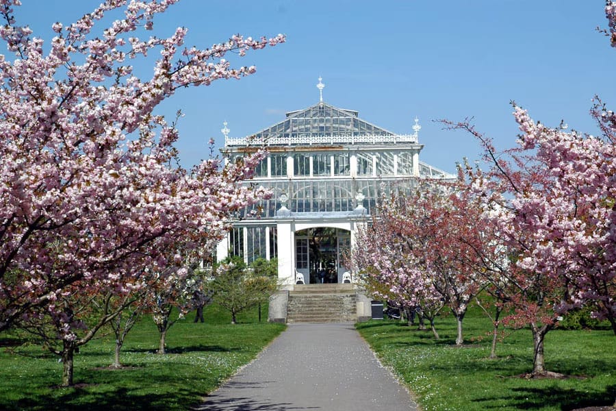 Pathway surrounded by cherry trees in bloom at Kew Gardens, a highlight of London tours in spring.