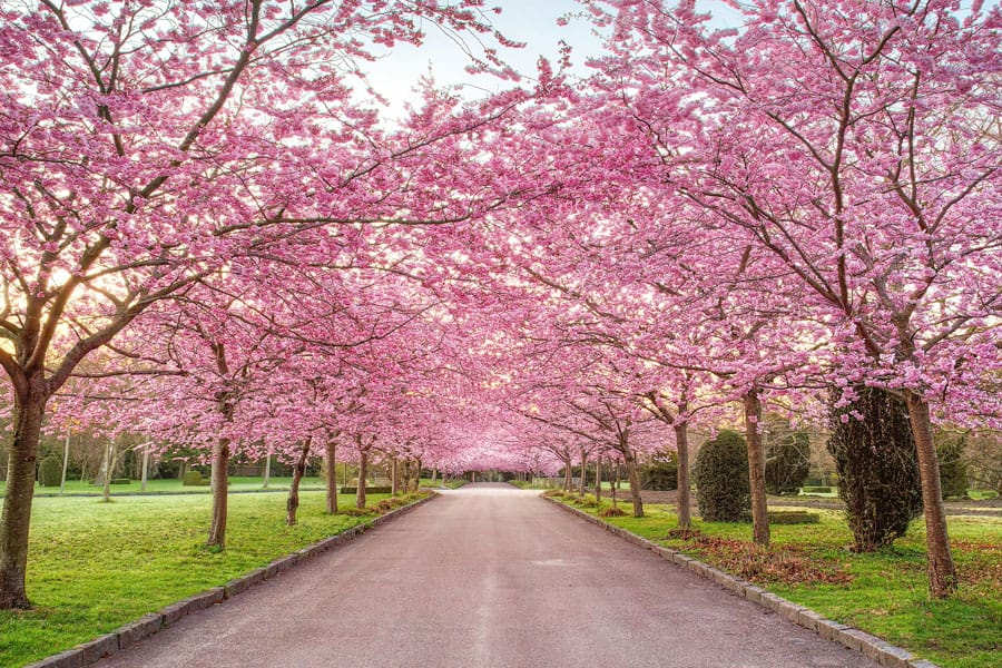  Pink cherry blossoms with Buckingham Palace in the background, a must-see on London sightseeing tours.